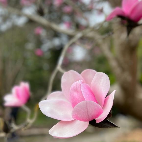 plummagnolia